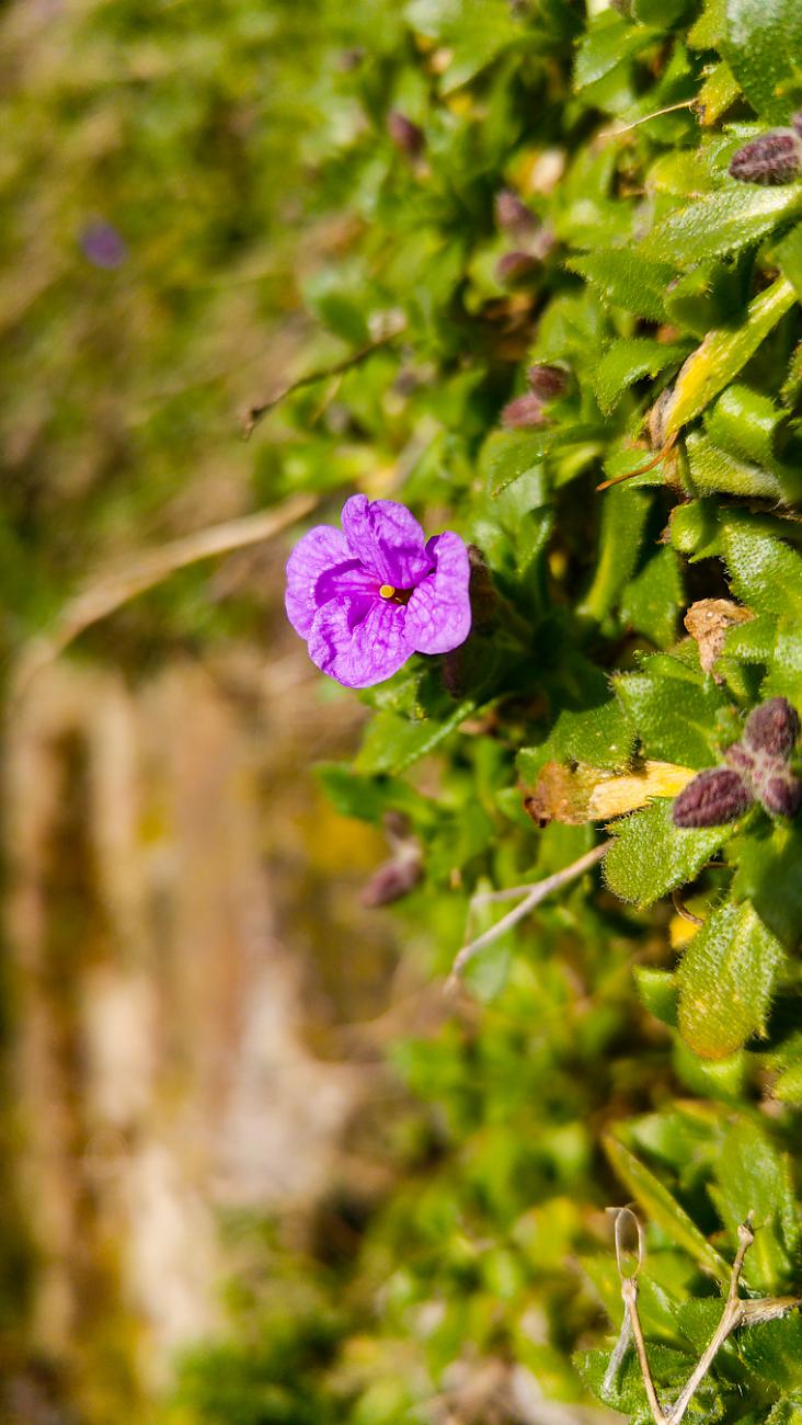 Foto: Martin Zehrer - Frühling auch auf dem Armesberg! 15.3.2020 