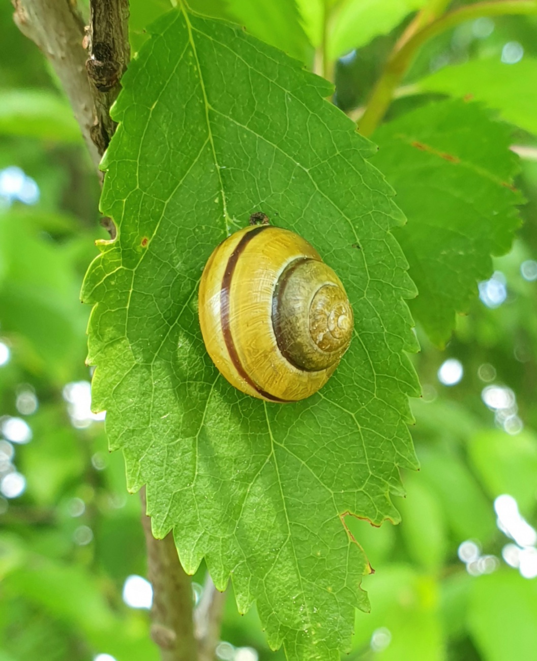 Foto: Martin Zehrer - Eine Schnecke auf einem Blatt in ca. 2 Meter über dem Boden.<br />
Wie schafft es diese Schnecke auf dieses Blatt ohne fliegen zu können?  