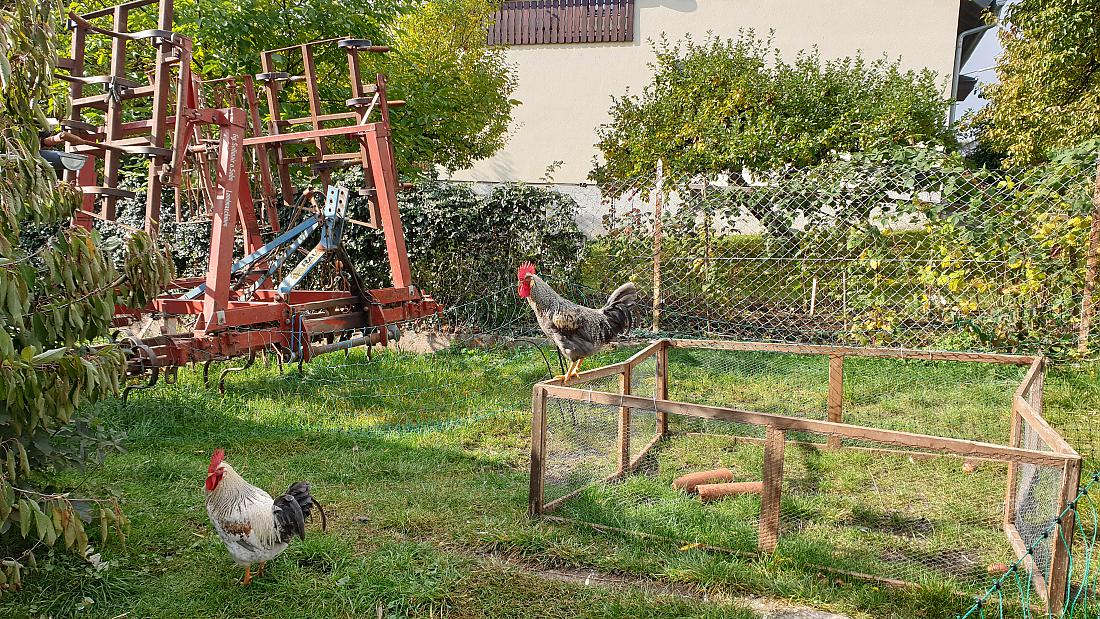 Foto: Martin Zehrer - Ziemlich beste Freunde in der Herbst-Mittags-Sonne ;-)<br />
<br />
Berndorf, 18.10.2020 