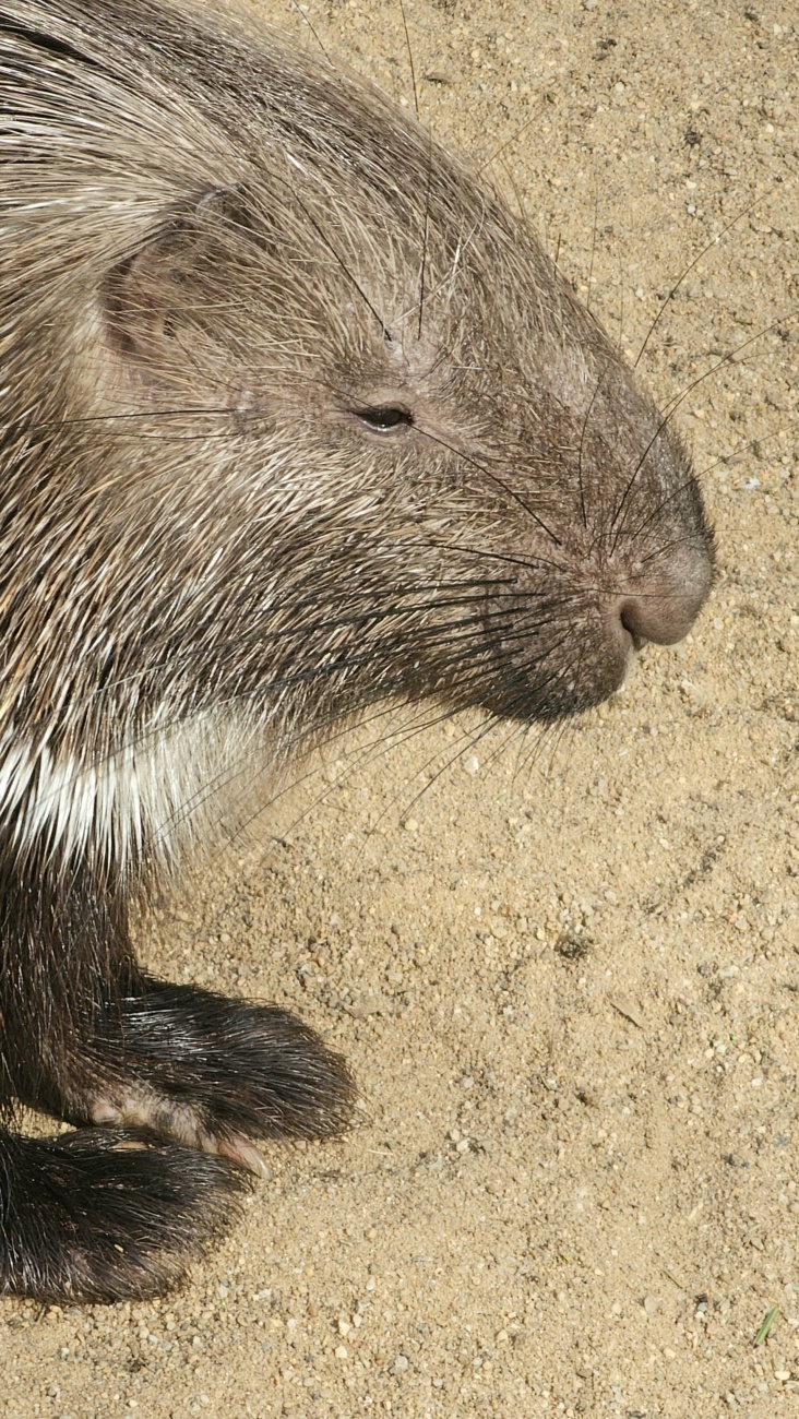 Ein ziemlich entspanntes Stachelschwein im hofer Zoo.