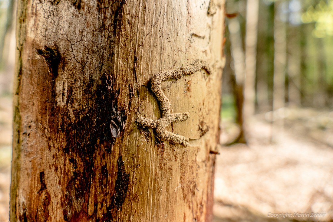 Foto: Martin Zehrer - Geheime Zeichen am Baumstamm? Kleine Käferchen haben hier ihre Spuren hinterlassen. Der Baum ist bereits abgestorben. Gefunden im Wald bei Godas am Fuße des Steinwaldes. 