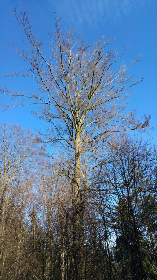 Foto: Martin Zehrer - Baum im Steinwald, gesehen beim Wandern zum Waldhaus - Noch ohne Blätter im Frühjahr 2017... 