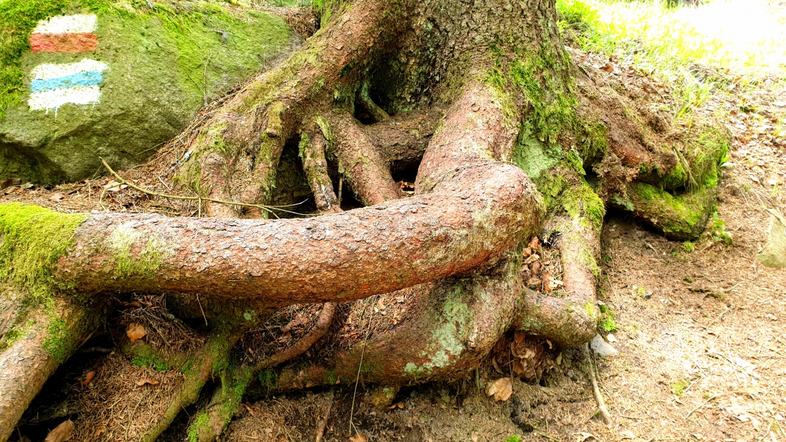 Foto: Martin Zehrer - Wurzel-Werk... liegt am Wanderweg zur Kösseine hoch... 