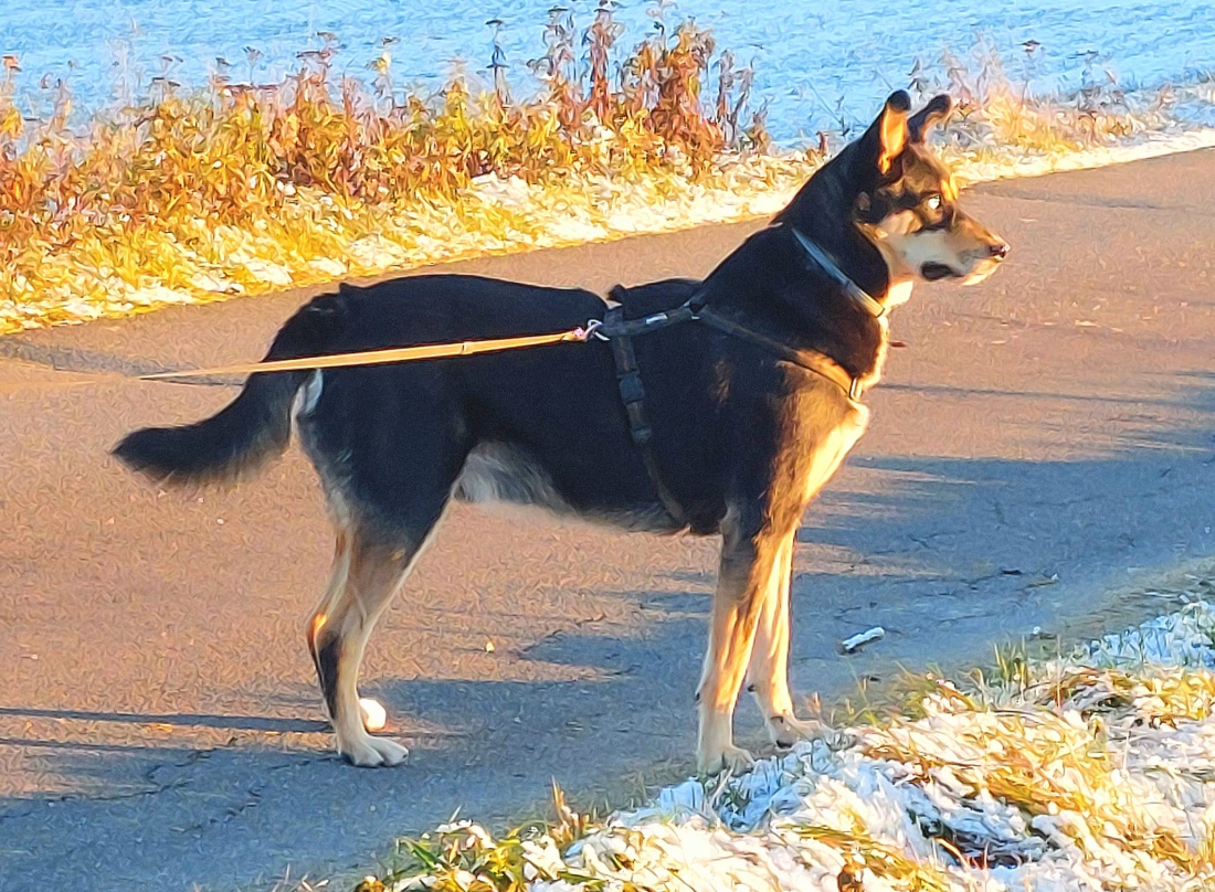 Foto: Martin Zehrer - Vito beim Gassigehen im Sonnenuntergang... 