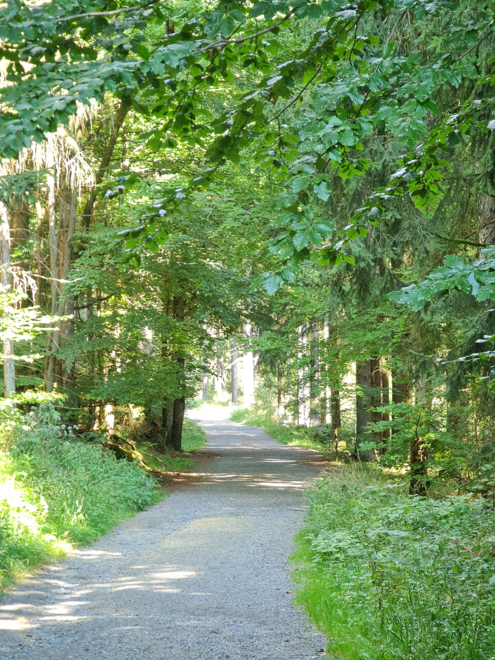 Foto: Jennifer Müller - Wanderung vom Marktredwitzer Haus durch den Steinwald zur Burgruine Weißenstein. 