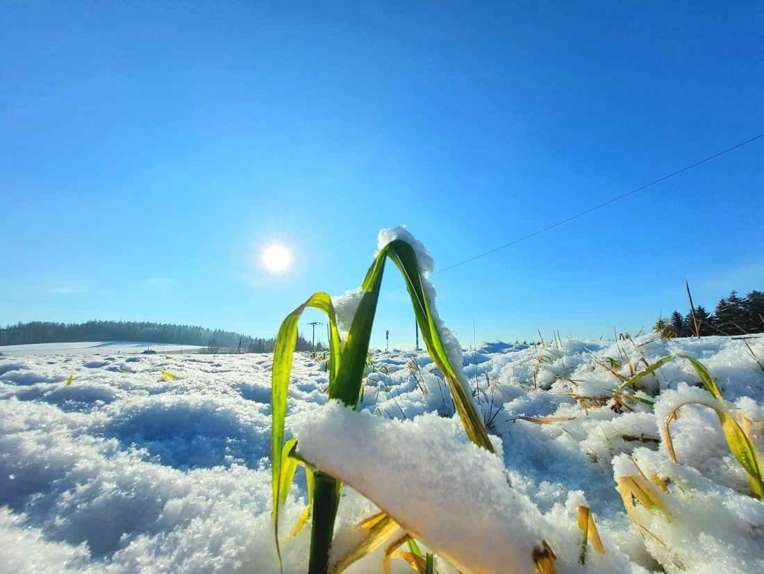 Foto: Martin Zehrer - Endlich wieder ein herrlich sonniger Winter-Tag. <br />
Bei -5 Grad Kälte strahlte die Sonne wirklich voller Energie vom blauen Himmel. 