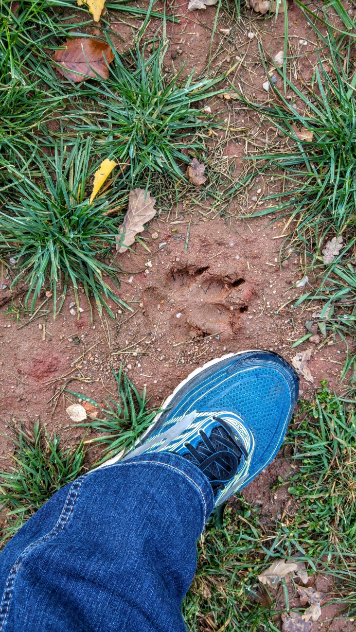 Foto: Martin Zehrer - Spuren... Wolf oder Hund? 