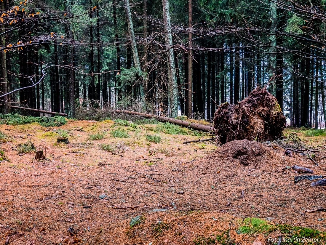 Foto: Martin Zehrer - Flach gelegt...<br />
<br />
Umgefallener Baum im Wald am Fichtelsee. Scheinbar hat der starke Wind der letzten Tage hier zuviel geblasen.<br />
Gut zu erkennen ist aber, wie hier das W 