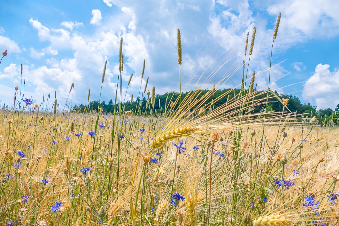 Foto: Martin Zehrer - 9. Juli 2017: Der Weg zum Armesberg hoch geht durch den Sommer ;-) 