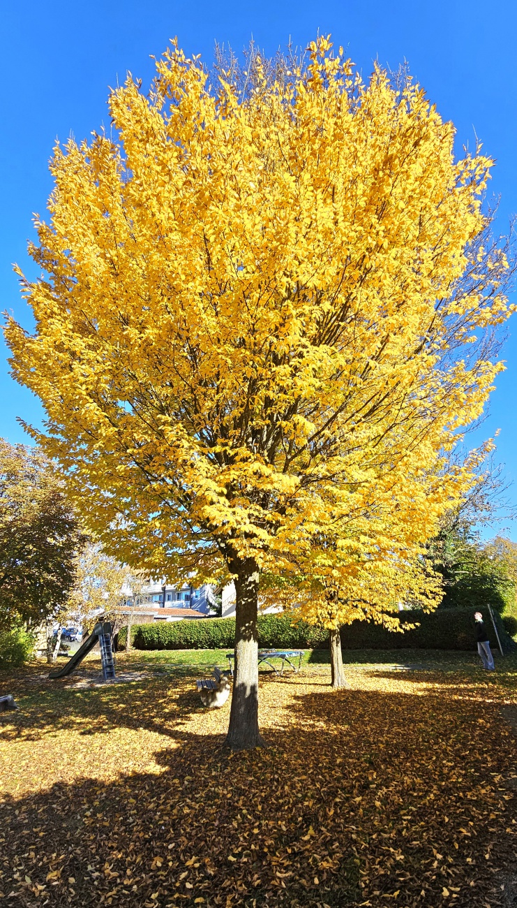 Wunderschöne Herbstfarben in Kemnath.
Das Wetter ist gut, die Sonne scheint und es sind rund 15 Grad Wärme angesagt.