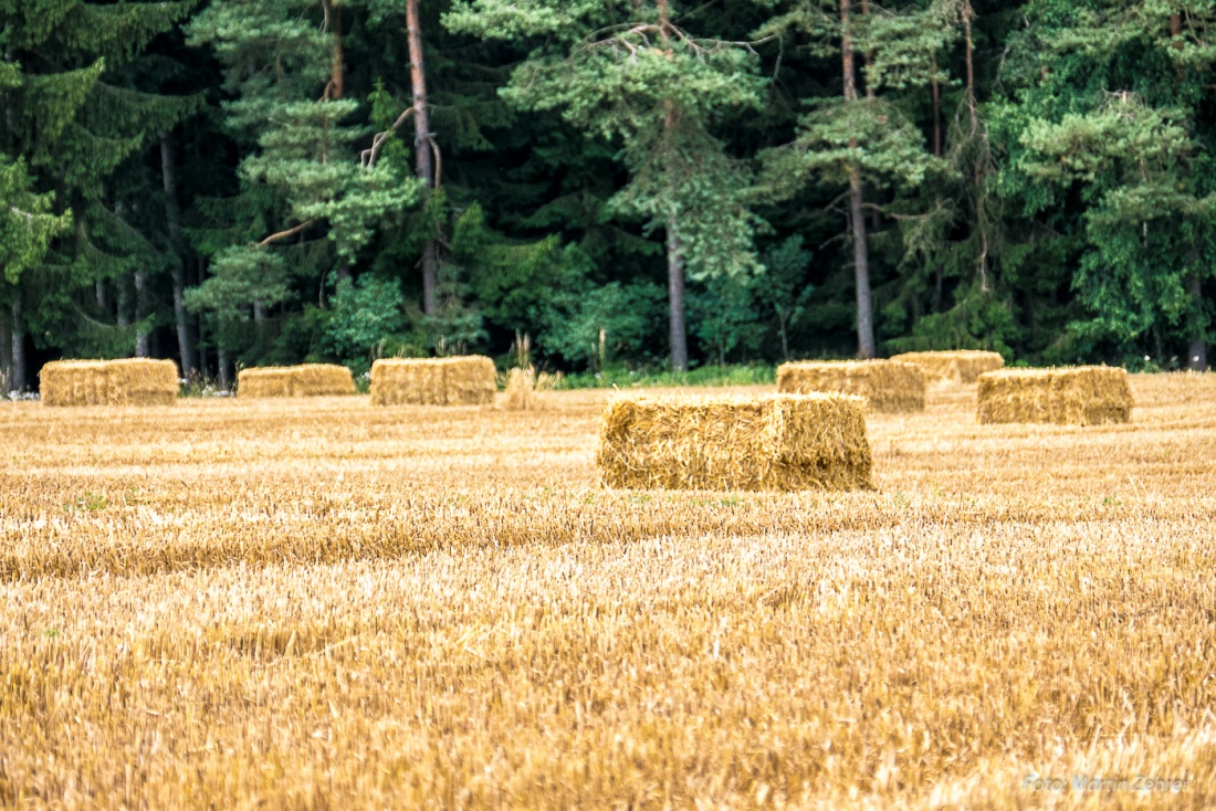 Foto: Martin Zehrer - Schon abgedroschen und verpackt - Stroh auf einem Feld bei Neuenreuth... 