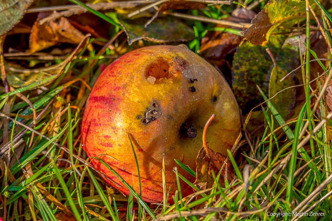 Foto: Martin Zehrer - Ein Apfel im November. Den hat schon jemand angenascht. Gesehen zwischen Schönreuth und Waldeck. Das heutige Herbstwetter ist sonnig und ca. 17 Grad warm. Unglaublich, am 