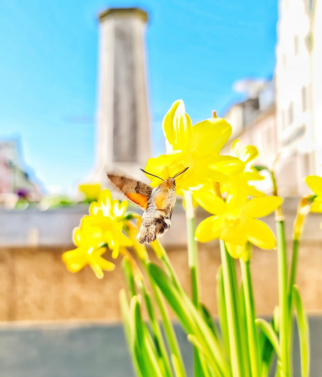 Foto: Jennifer Müller - Erste Frühlings-Boten am kemnather Stadtplatz. 