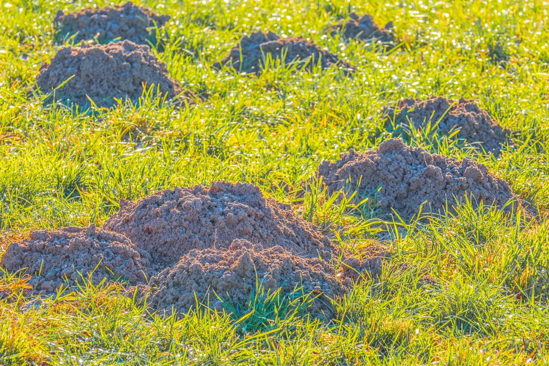Foto: Martin Zehrer - Wohnungsbau-Gesellschaft unter der Wiese... ;-)<br />
<br />
Mausw&uuml;rfel-Haufen... 