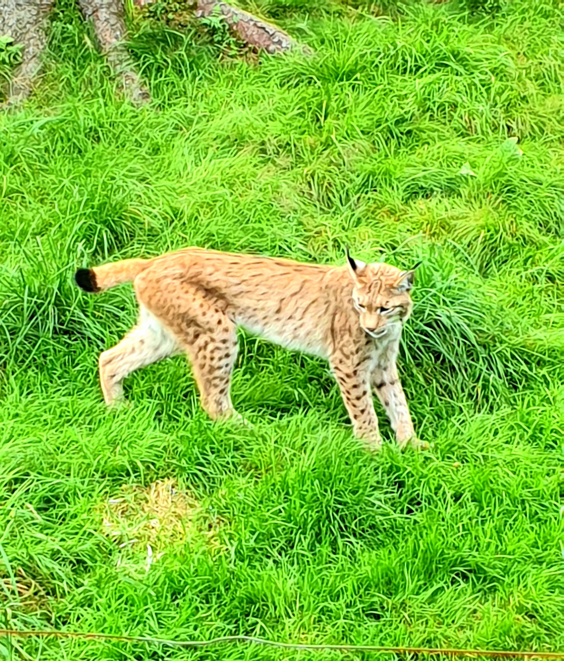 Foto: Martin Zehrer - Wunderschöner Luchs... zu sehen im Wildgehege in Mehlmeisel;-) 