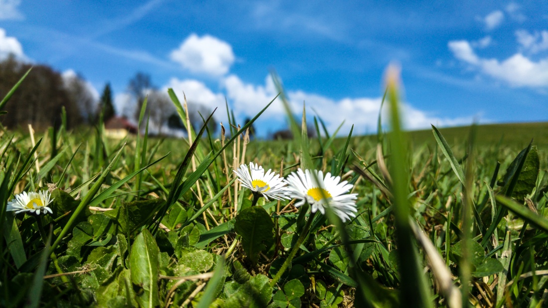 Foto: Martin Zehrer - Gänseblümchen am Armesberg... 1. April 2017... Frühling ;-) 