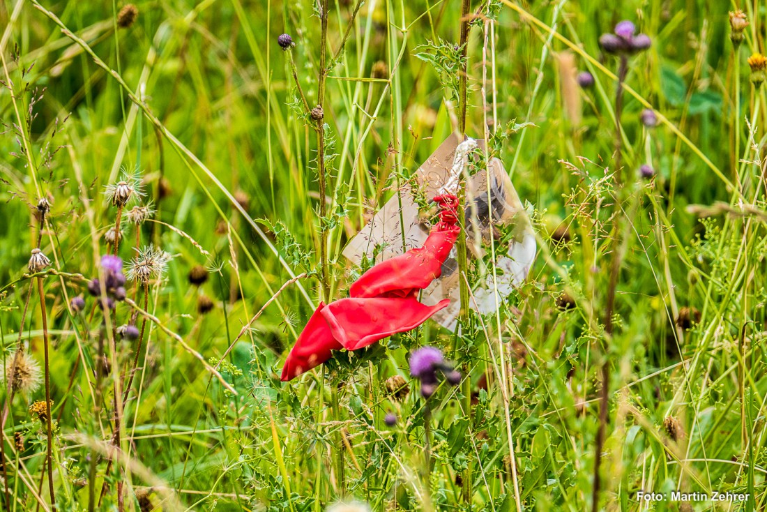 Foto: Martin Zehrer - Das Rote in der Wiese entpuppte sich als zerplatzter Luftballon und einer angehängten Postkarte mit Hochzeitswünschen von vermutlich  drei Hochzeitsgästen  