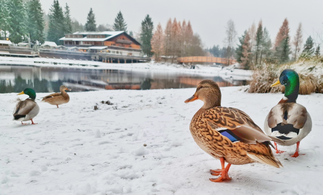 Foto: Jennifer Müller - Enten im Schnee... am Fichtelsee ;-) 