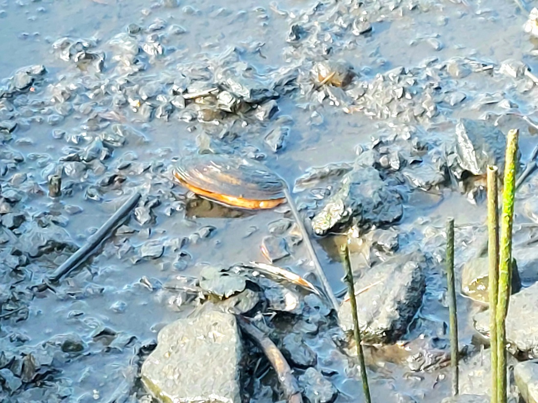 Foto: Martin Zehrer - Eine große Muschel in einem abgelassen Weiher bei Eisersdorf... 