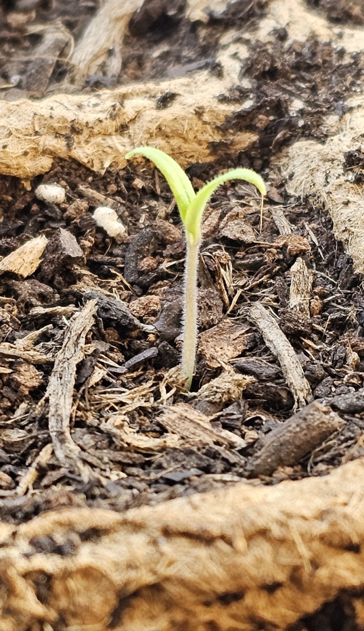Vor zwei Tagen guckte dieses Tomatenpflänzchen gerade mal aus der Erde...
Jetzt, zwei Tage später, streckt es sich schon der ganzen Welt entgegen.