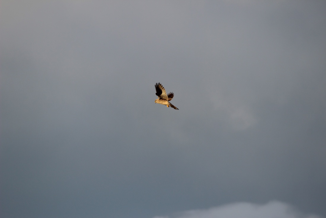 Foto: Joshua Richter - Ein Jagdvogel (hier Name einfügen) kurz vorm Sturzflug. 