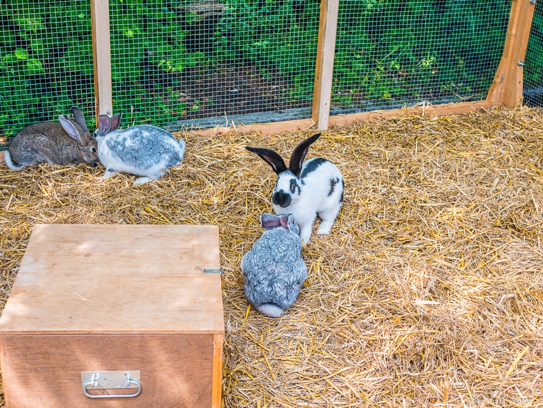 Foto: Martin Zehrer - Ein kleiner Streichelzoo auf dem kemnather Bauernmarkt. Hier die Hasen.... 