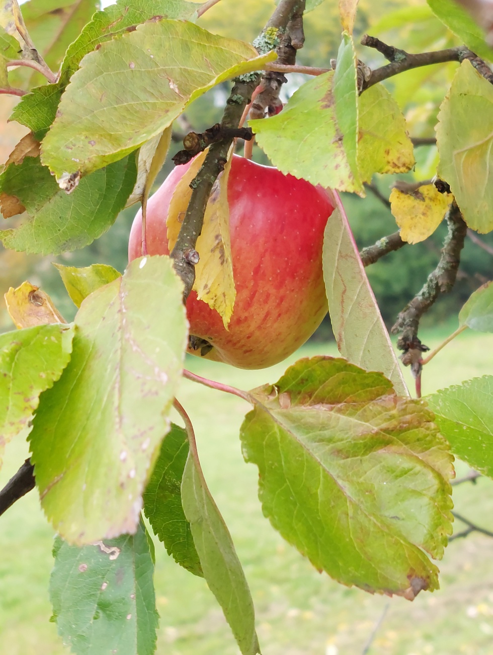 Foto: Martin Zehrer - Ein Nimm mich Apfel 