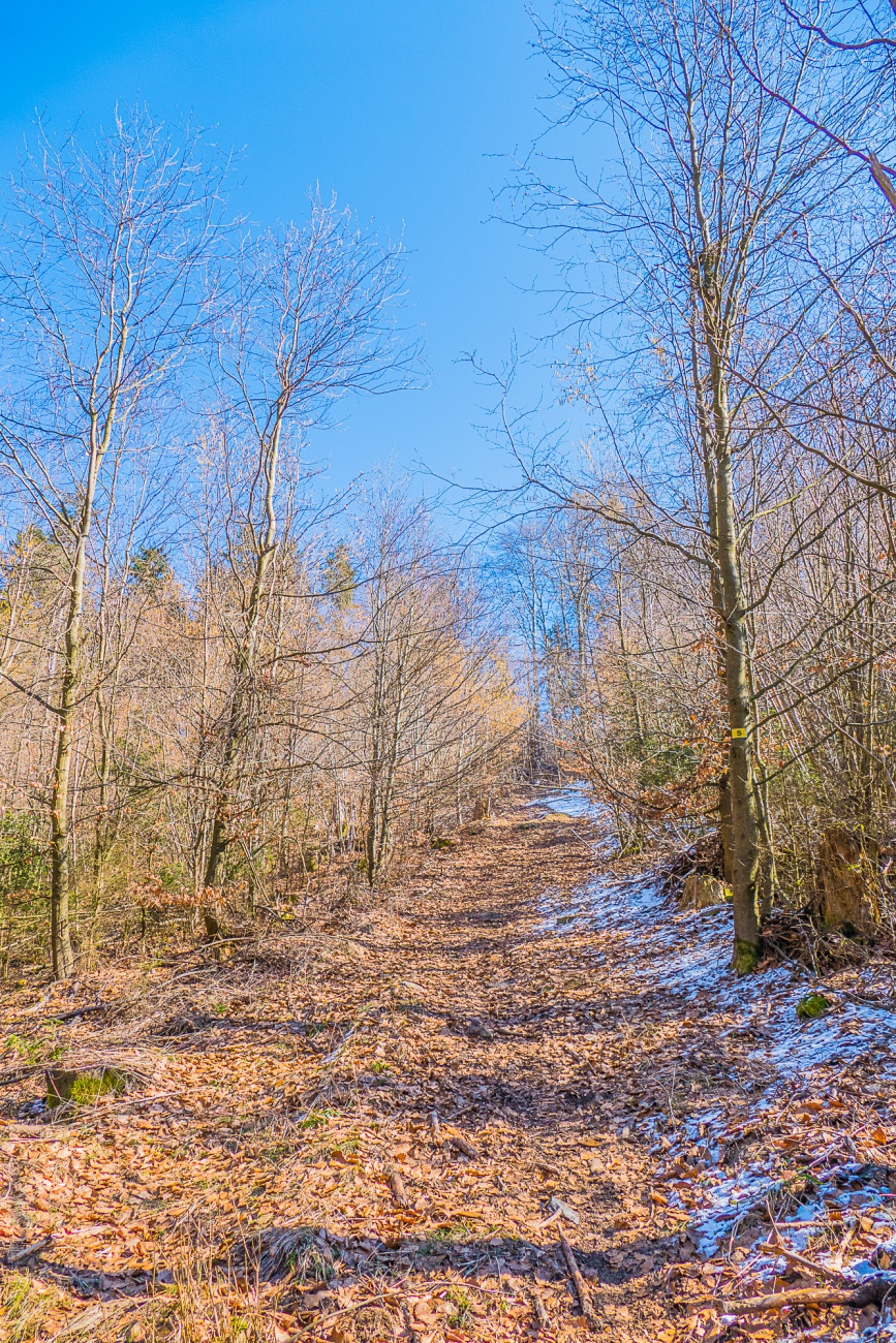 Foto: Martin Zehrer - Durch den Armesberger Wald gewandert. In den Schattenbereichen bleiben immer noch kleine Schneeflächen liegen.<br />
 7. März 2021 