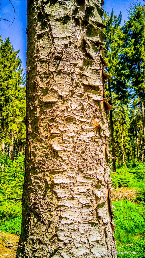 Foto: Martin Zehrer - Er hat eine Schuppen-Rinde... Was man nicht alles so im Wald stehen sieht?!<br />
<br />
Abkürzung: Ein Feldweg kurz vor Hermannsreuth...<br />
<br />
Gigantische Radtour an einem gigantisch 