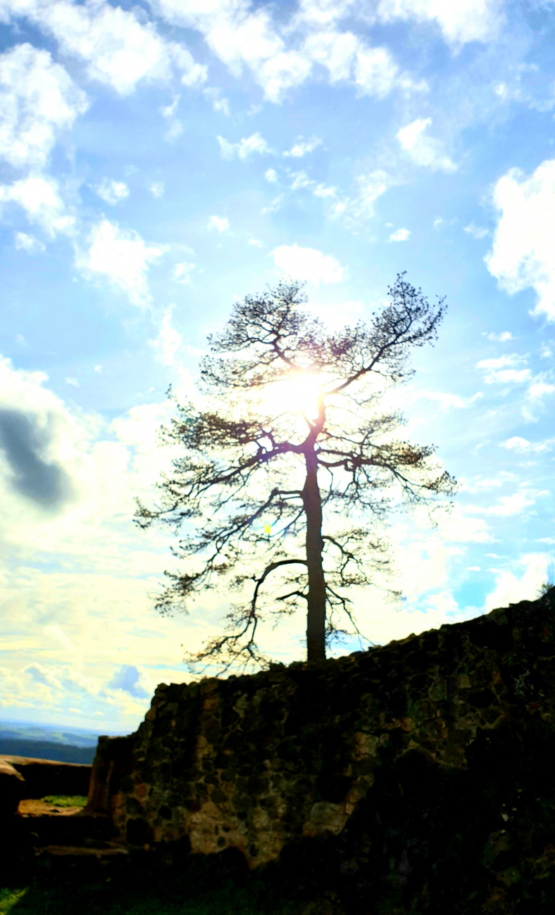 Foto: Martin Zehrer - Ein einzelner Baum auf dem Schlossberg bei Waldeck. 