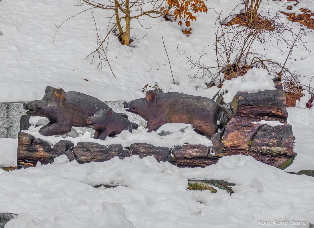 Foto: Martin Zehrer - Wildsau-Familie im Schnee am Beginn des Wanderwegs im Steinwald... 