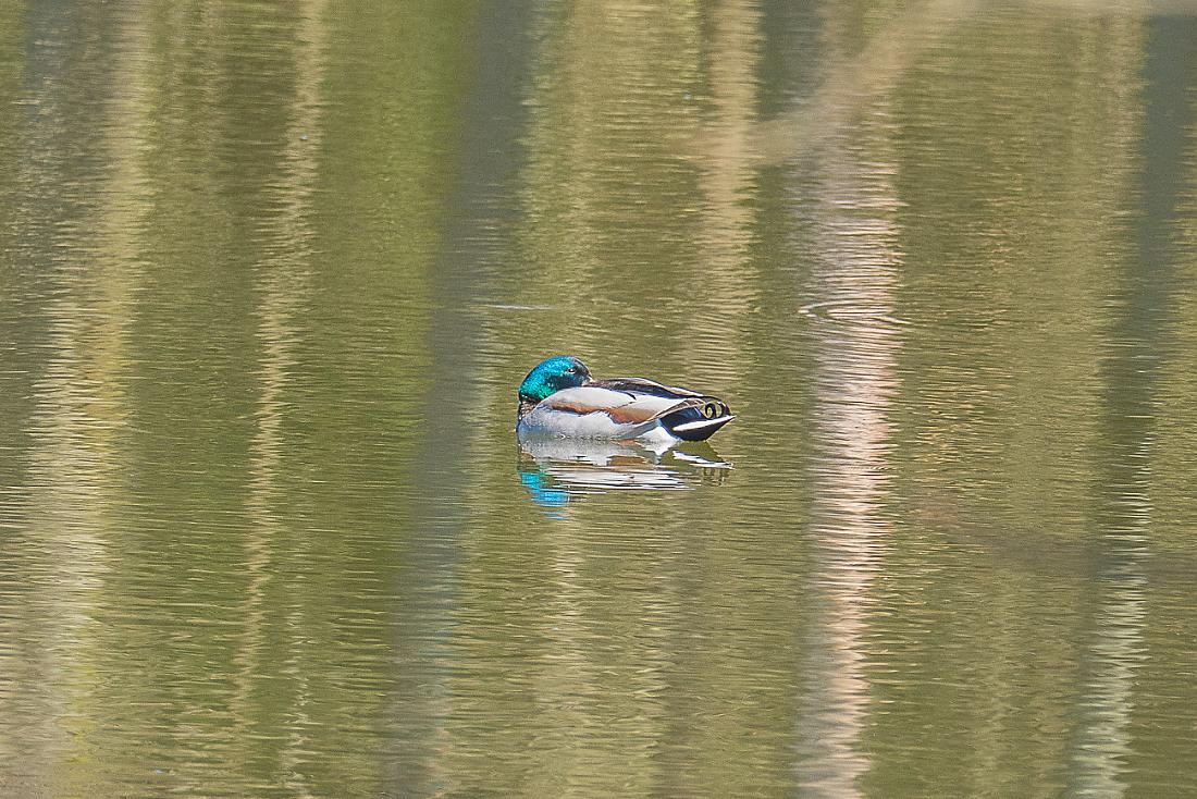 Foto: Martin Zehrer - Home-Office auf dem Weiher?!<br />
<br />
Ausgangsbeschränkungs-Radtour zwischen Kemnath und Anzenstein am 11. April 2020. 