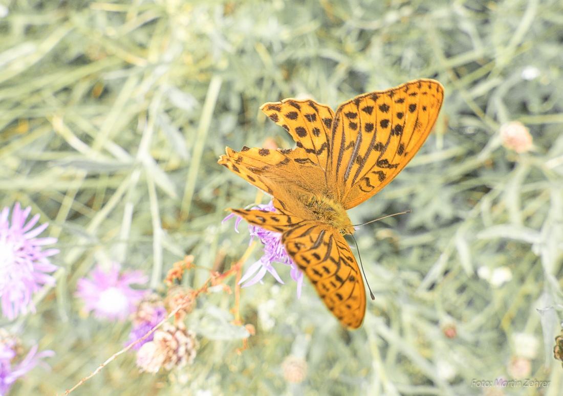 Foto: Martin Zehrer - Schmetterling mit Flügel-Fransen... Entweder gehört sich die Flügelform so, oder ihn es hat ein Vögelchen angeknappert?! 