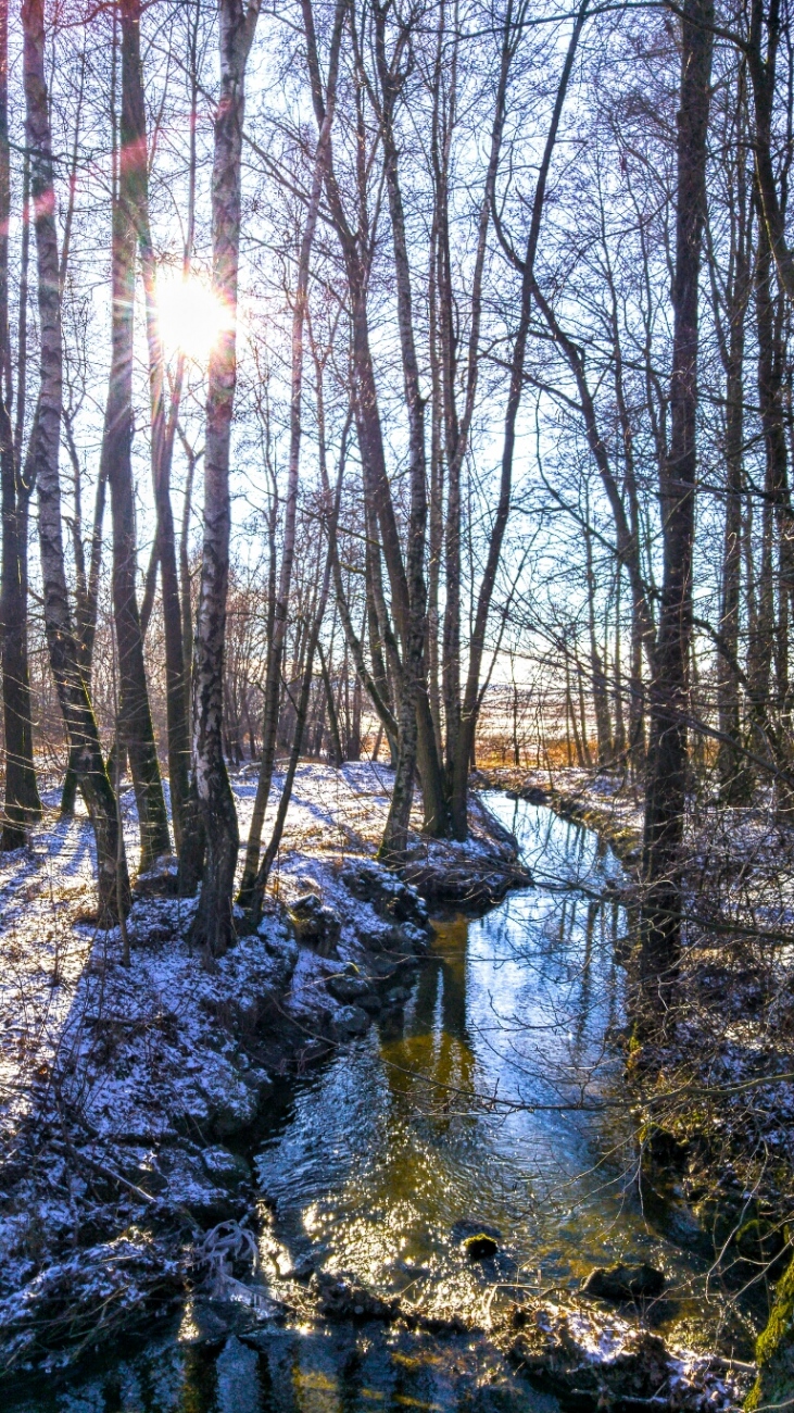 Foto: Martin Zehrer - Kleiner Urwald...<br />
<br />
Am kulmainer Stausee... Die vergangene Nacht hatte es ca. minus 8 Grad, das Wetter heute ist gigantisch. <br />
Wer hier her kommt, erlebt ein kleines Stü 