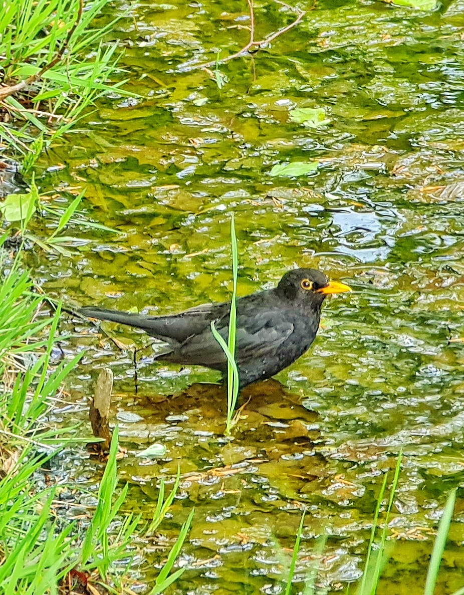 Foto: Jennifer Müller - Ein Amsel-Männchen bei der Körperpflege;-) 