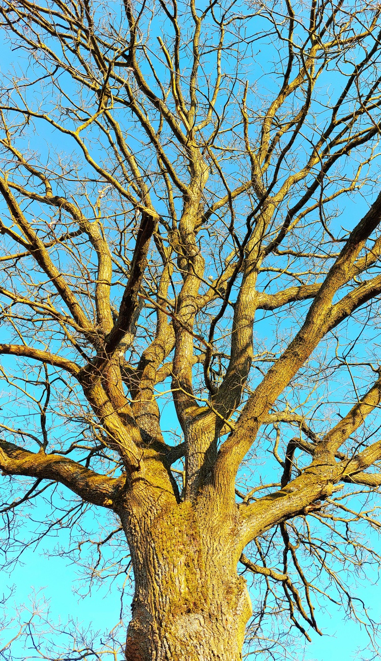 Im goldenen Atem des Lichts erhebt er sich -
verwurzelt im Schweigen der Erde, gekrönt vom endlosen Blau.

Seine Äste tragen keine Blätter, und doch flüstern sie Geschichten.
Geschichten von Wind, der Erinnerungen bewahrt,
von Nächten, die Sterne in seine Rinde zeichneten,
von Sonnenaufgängen, die sein Herz aus Holz in flüssiges Gold tauchten.

Er steht jenseits der Zeit.
Jeder Riss in seiner Borke ist ein gelebtes Jahrhundert,
jede Verzweigung ein gewählter Weg.
Wer unter ihm verweilt, spürt:
Alter ist keine Zahl - es ist Tiefe.

Dieser Baum ist mehr als Gestalt.
Er ist Schwelle.
Zwischen Himmel und Erde.
Zwischen dem, was war, und dem, was werden will.

Wenn du innehältst und lauschst,
wirst du vielleicht dein eigenes Flüstern hören -
verwebt mit seinem.