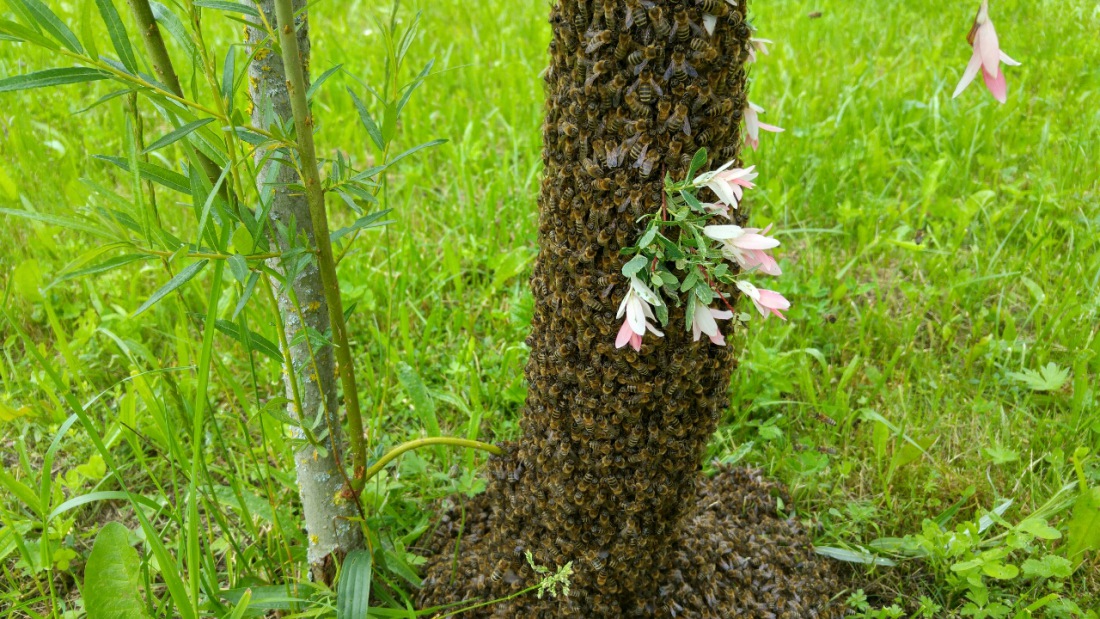 Foto: Martin Zehrer - Wie ein lebender Organismus, der einen Baum hochklettert, sah dieses Gebilde von weitem aus. Bei näherer Betrachtung stellte sich jedoch heraus, dass es sich um einen Bie 