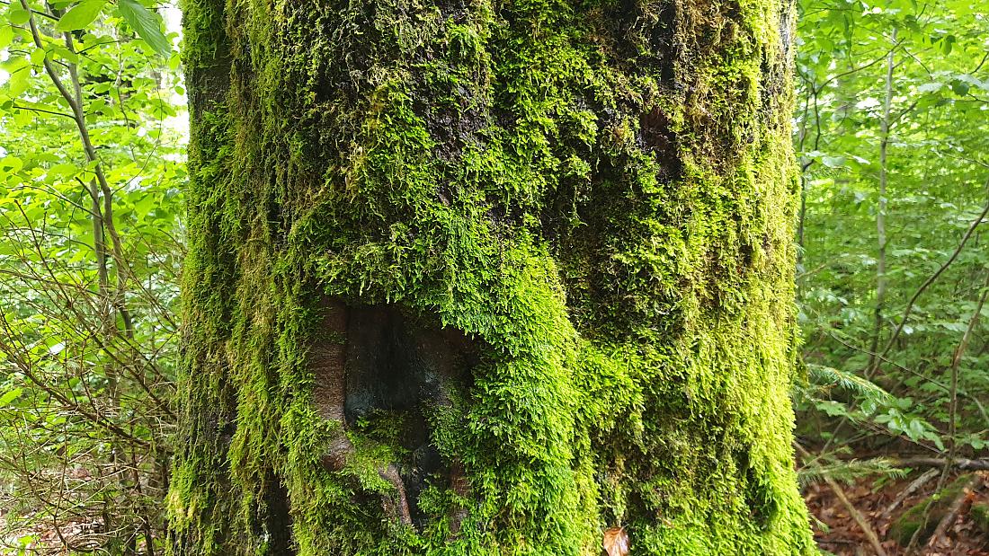 Foto: Martin Zehrer - Baum zur Kössaine hoch... 