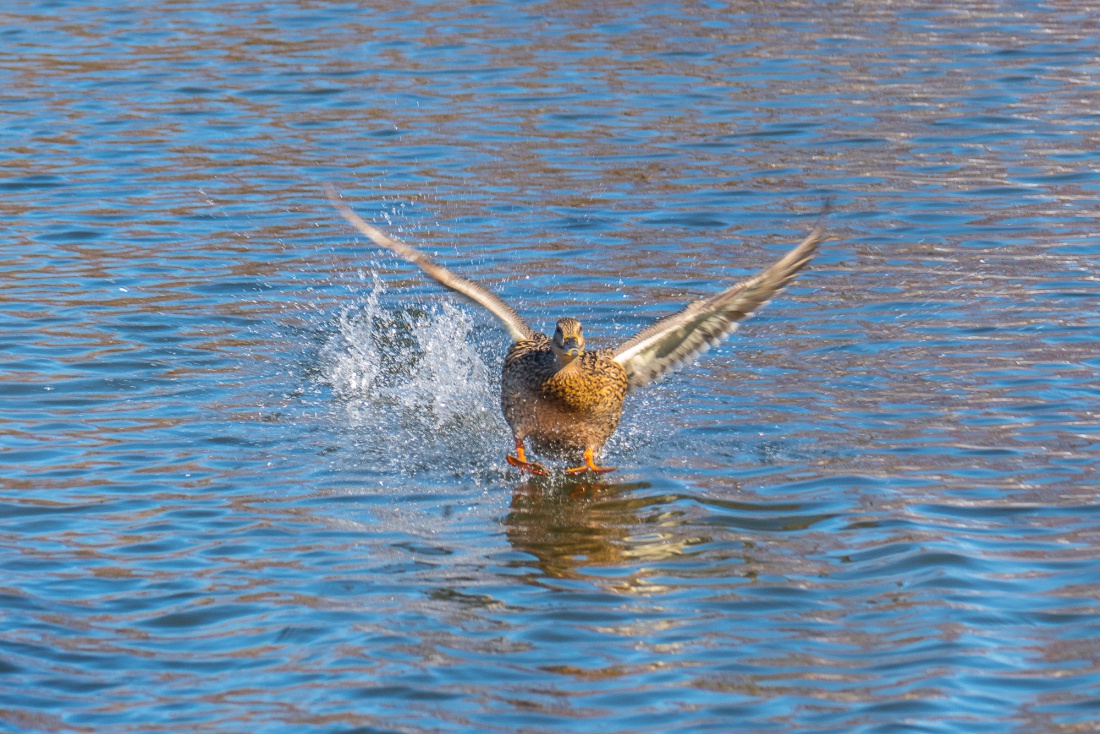 Foto: Martin Zehrer - Ein paar Millimeter noch...<br />
<br />
Dieses Stockenten-Weibchen setzt gerade zur Landung an und berührt die Wasseroberfläche bereits mit den Füßen...<br />
<br />
Gesehen auf dem kemnath 