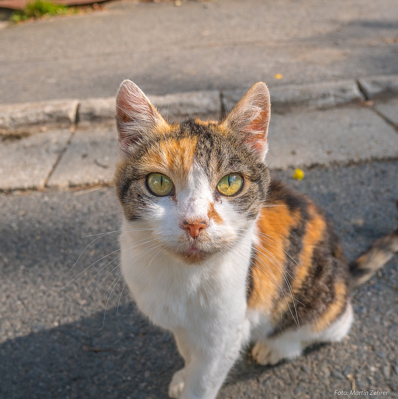 Foto: Martin Zehrer - Bitte streichle mich!!!<br />
<br />
Katze, getroffen auf der Radtour durch Godas, am 28. September 2018. Die Katze hat den Hausnamen Pales... ;-) 