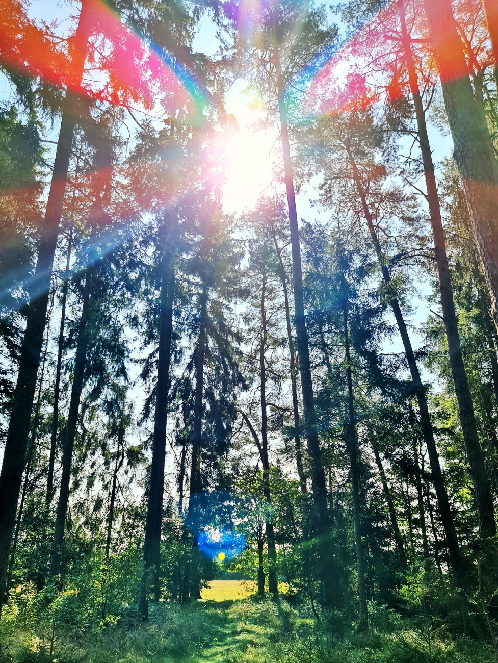 Foto: Jennifer Müller - Mittagspause im Wald  