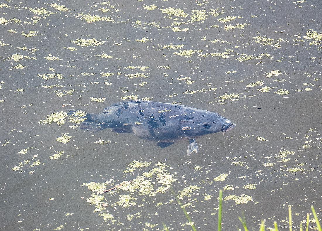 Foto: Martin Zehrer - Fische - Sonnen sich auch gerne...<br />
<br />
Bisher wärmster Tag, 2. Juni 2019 - 32 Grad auf dem Thermometer 