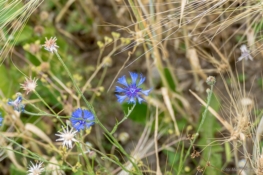 Foto: Martin Zehrer - Pflanzenwelt auf dem Armesberg... Wer kennt diese Blume? 