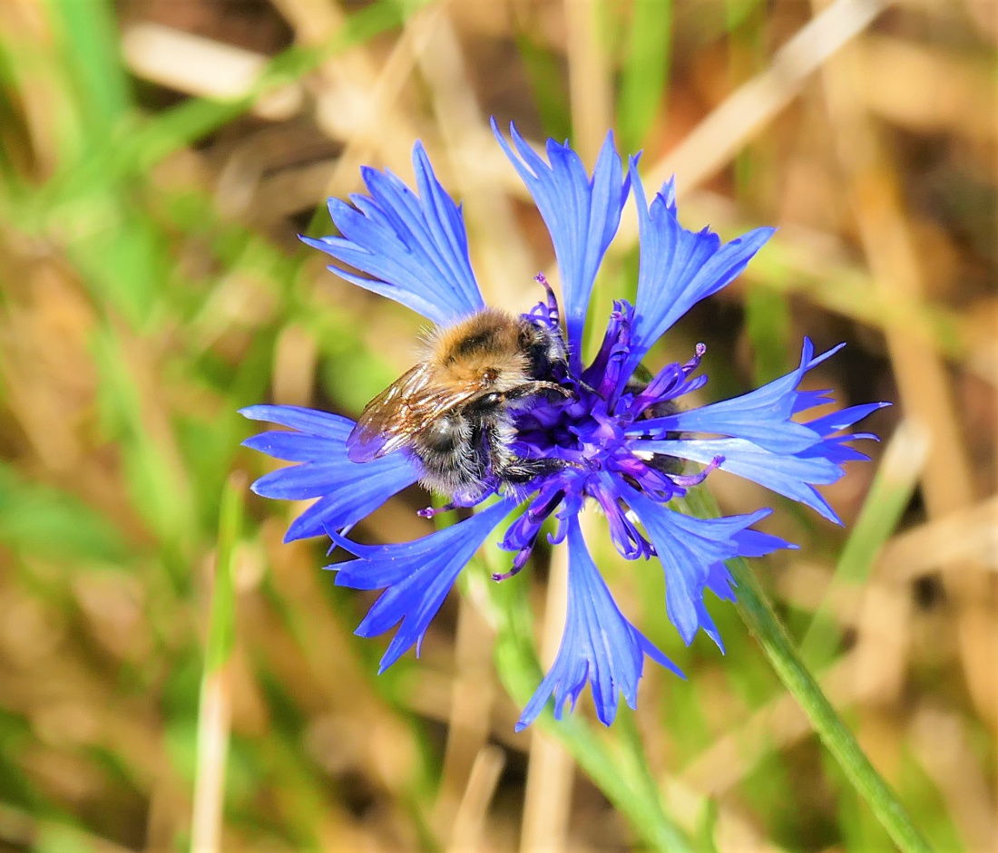 Foto: Martin Zehrer - Fleißige Hummel bei der Arbeit droben am Armesberg... 