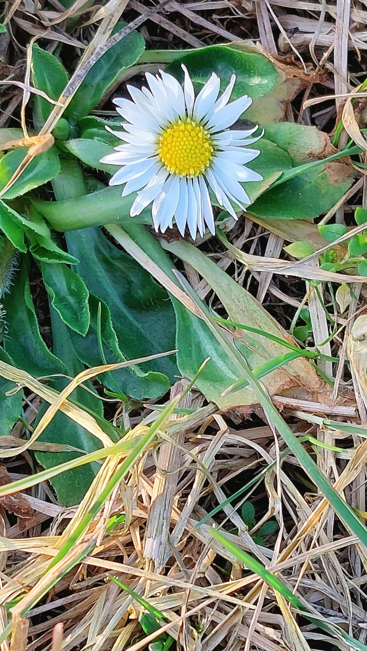 Gänseblümchen - Zeuge des Frühlingsanfang am 28. Februar 2026