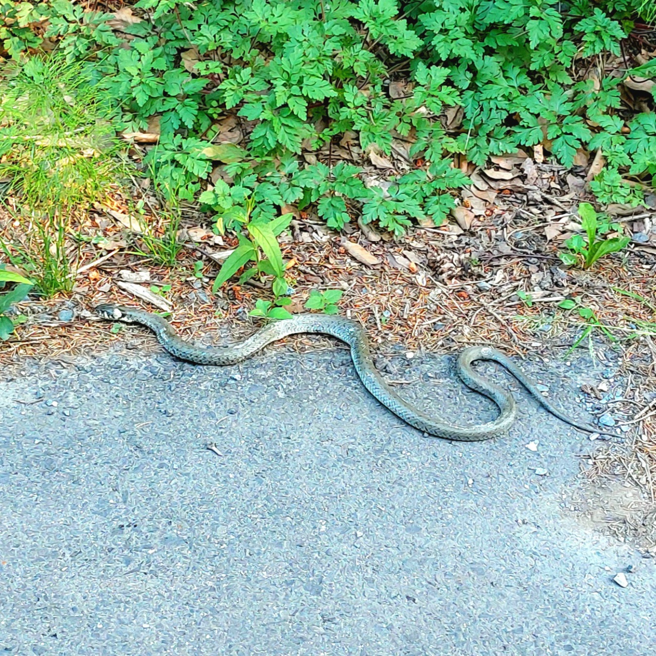 Foto: Martin Zehrer - Eine Schlange (Ringelnatter), gesehen auf der Verbindungsstraße, zwischen Neusteinreuth und Godas.<br />
Sie war leicht verletzt... 