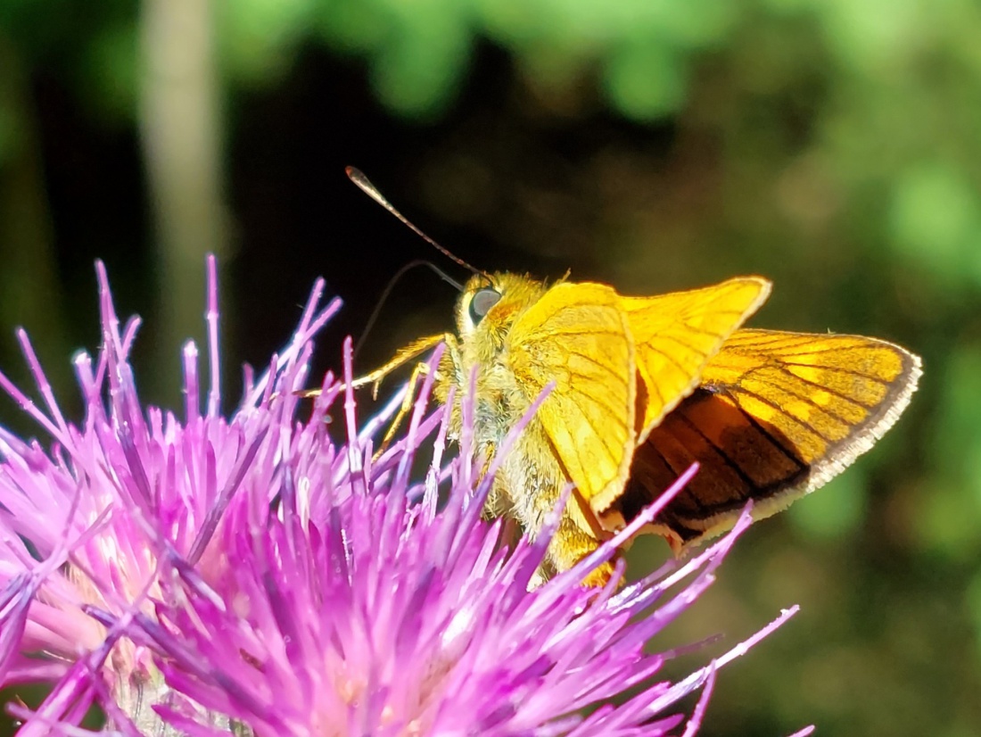 Foto: Martin Zehrer - Sommer-Schmetterling... im Wald geht es rund mit den Insekten... 