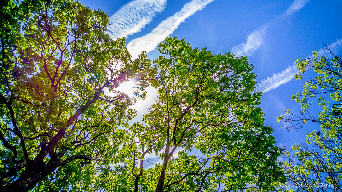 Foto: Martin Zehrer - Öfters mal in den Himmel schauen... Die Sonne in den Bäumen, kurz vor Erdenweis... Gesehen auf der Radtour! 