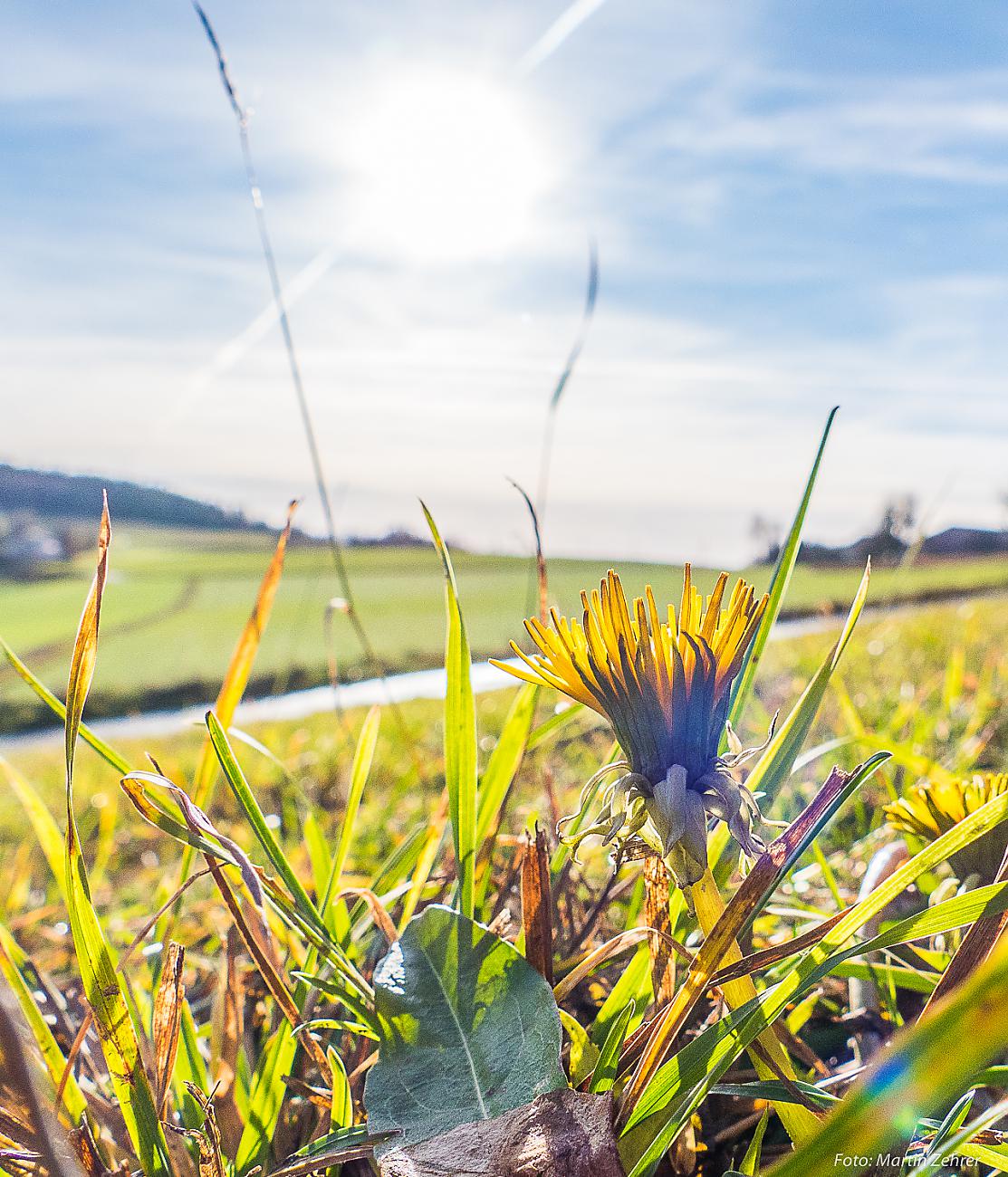 Foto: Martin Zehrer - Blumen im Dezember... unglaublich<br />
<br />
Phantastischer Rundgang im Paradies (Godas):<br />
Heute ist der 16.12.2019 und es liegt, ob manns glauben möchte oder nicht, bereits Früh 