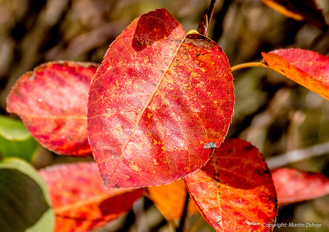 Foto: Martin Zehrer - Herbstfarben 